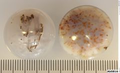 Foto von Quarz (Chalcedon) (NHMW-MIN-Ab5816)